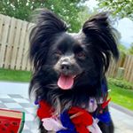 Profile Picture of Kris Meredith (@4thedogsphotos) on Instagram