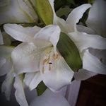 claudia arballo - Instagram Profile Picture of claudia arballo (@claudiayat_) on Instagram