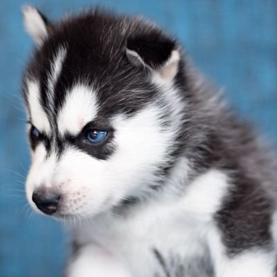 Profile Picture of Kim Tắt Minh (@KimTtMinh2) on Twitter