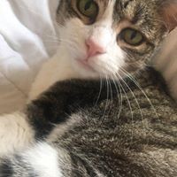 Profile Picture of Alice Boyle (@alice-boyle-8) on Quora