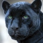 Profile Picture of Andrew Rota (@yg9lives) on Instagram