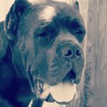 Profile Picture of knuckles (@markteears) on Instagram