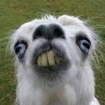 Profile Picture of Leo (@leo_curtis_12) on Instagram