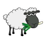 Profile Picture of Paul Hearn (@sheepsandleeks) on Instagram