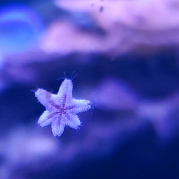 Profile Picture of Alice Arden (@ladyofarden) on Poshmark