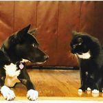 Profile Picture of maggie, roxy, (glenn, robo, jerry, and doyle! the fish) (@magpieandroxyrue) on Instagram