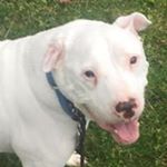 Sheri Hodge - Instagram Profile Picture of Sheri Hodge (@sheri_hodge) on Instagram