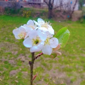 Profile Picture of  Officel Mohd Adil Choudhary  (@Mohd.adil.choudhary.-kz7he) on Youtube