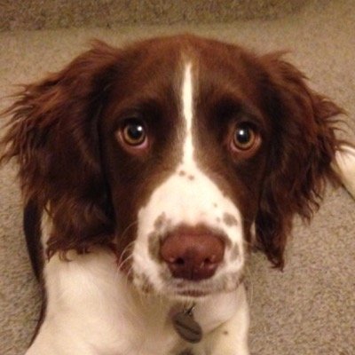 Profile Picture of Neil Bishop (@tigerchef262) on Twitter