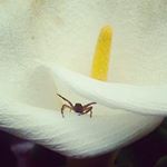 Profile Picture of clarencenewmanz (@clarencenewmanz) on Instagram