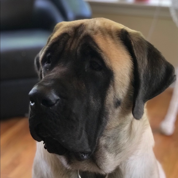 Profile Picture of Maggie Mcsheffrey (@mdog745) on Poshmark