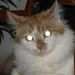 Profile Picture of Nancy Schultz-Stower (@latvian) on Pinterest