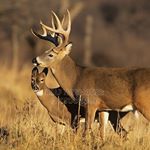 Profile Picture of Jacob Shaver (@jacob_shavrer) on Instagram