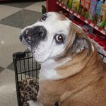 Profile Picture of Michelle Fejes (@blessedchicken79) on Instagram