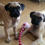 Profile Picture of Bruce and Rocky (@the_pug_brothers_) on Instagram