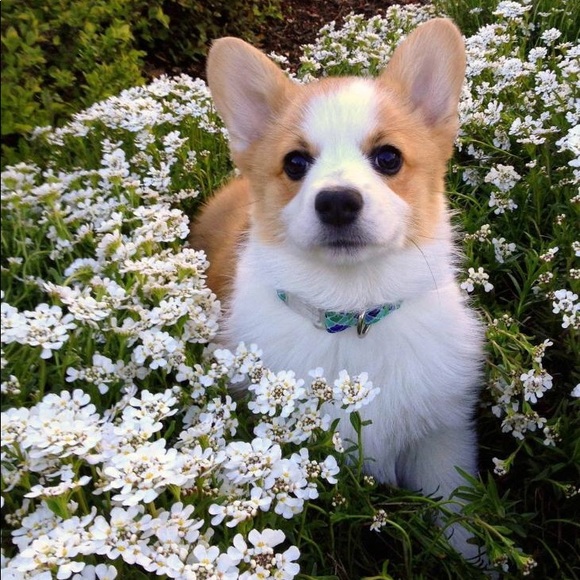 Profile Picture of Melody Zelada (@melodyzelada) on Poshmark