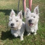 Profile Picture of Amber&Ruby🐾🧡🐾❤️ (@amber_and_ruby_adventures) on Instagram