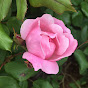 Profile Picture of rosepuff321 (@@rosepuff321) on Tiktok