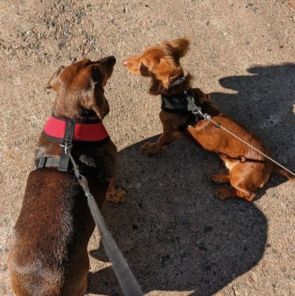 Profile Picture of Lisa Wheaton (@lisawheaton462) on Poshmark