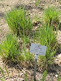 Profile Picture of Gaudiniaon Wikipedia