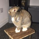 Profile Picture of David Hasselhop 🐰 (@david.hasselhop) on Instagram