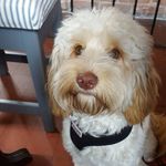 Profile Picture of Connie O'Connor (@connie_oconnor_cockapoo) on Instagram