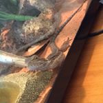 Profile Picture of Jerry The Bearded DRAGO (@jerry.the.bearded.dragon) on Instagram