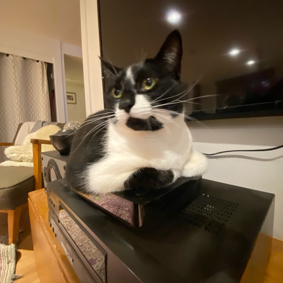 Profile Picture of Theo Shoebridge (@theos594) on Poshmark