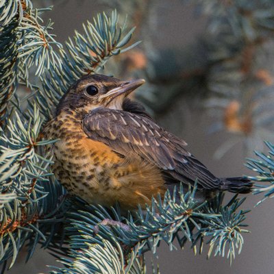 Profile Picture of Jon Basham (@Arbor95404) on Twitter