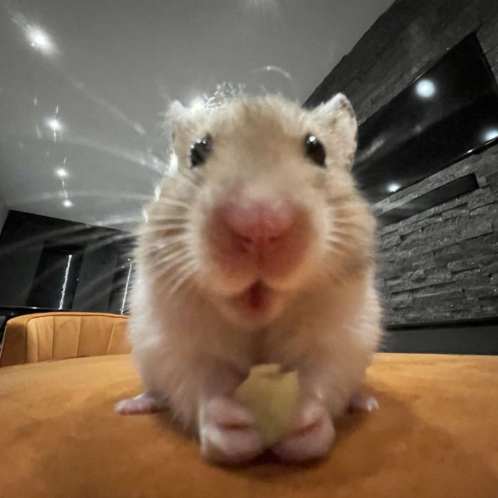 Profile Picture of Ruby (@rubywilk) on Tiktok
