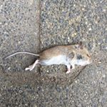 Profile Picture of alberto_il_pavone (@alberto_il_pavone) on Instagram