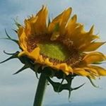 Profile Picture of Libby Chamberlain (@tategg93) on Instagram