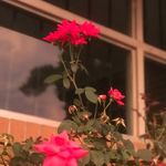 Profile Picture of Alex LaMothe (@lamothephotography) on Instagram