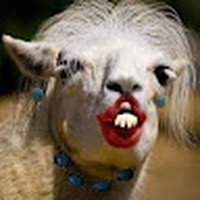 Profile Picture of Lily Holm (@lily-holm-4) on Quora