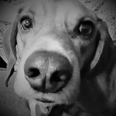 Profile Picture of Red Nickel (@LisaMar11188298) on Twitter