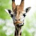 Profile Picture of Paula (@posserpaula) on Pinterest