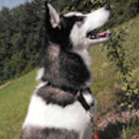 Profile Picture of Robert S (@roberts457) on Poshmark