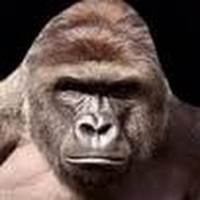 Profile Picture of Thomas Mckinstry (@thomas-mckinstry-1) on Quora