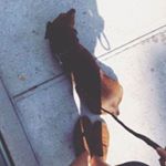 Profile Picture of Haley Cruz (@minerpuppy_885) on Instagram