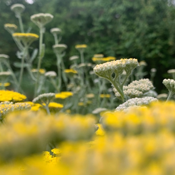 Profile Picture of Sarah Andrews (@bluesandrews) on Poshmark