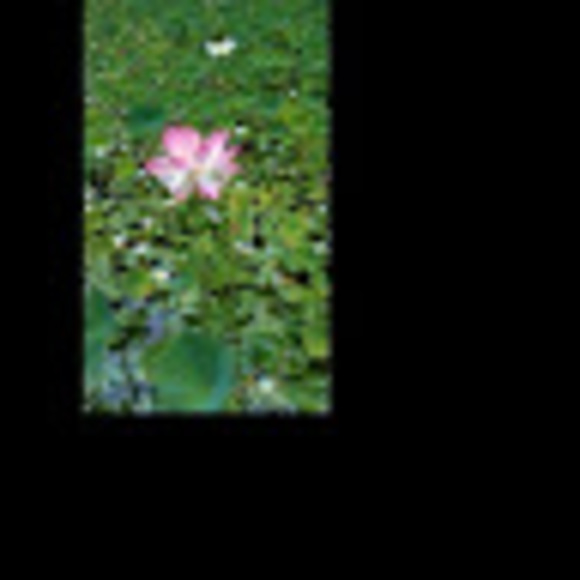 Profile Picture of Ariana Funaro (@arianafunaro) on Poshmark