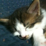 Profile Picture of Amber Robles (@amberrobles7443) on Youtube