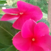 Profile Picture of Indra Mukherjee (@indramukherjee6329) on Youtube