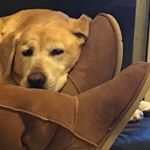 Virginia Crocker - Instagram Profile Picture of Virginia Crocker (@crockerginny) on Instagram