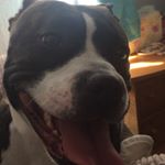Profile Picture of Mitchell Shepherd (@mitchell.shepherd) on Instagram