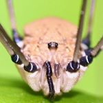 Profile Picture of Brandon Dean Halstein (@backyard_macrocosmos) on Instagram