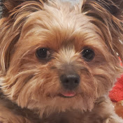 Profile Picture of Adam Rizzo (@mengnit) on Youtube