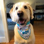 Profile Picture of Shaylene Adam (@shayslifebetterwithadog) on Instagram