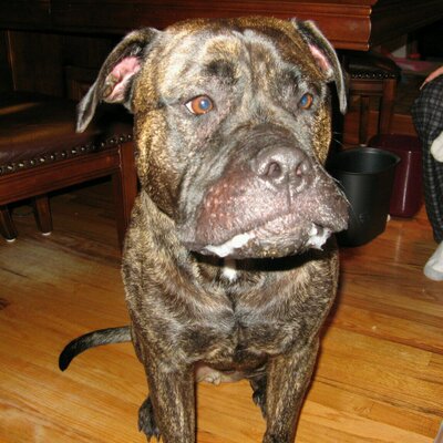 Profile Picture of Joe Lopiccola (@SlopyLopi) on Twitter