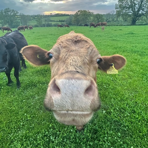 Rowan Beaton - Poshmark Profile Picture of Rowan Beaton (@turtlegarms) on Poshmark